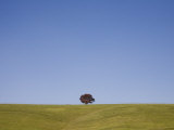 Lone Tree Guards a Ridge on Rolling Virginia Countryside