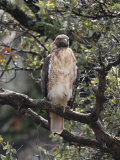 Buy Immature Red Tail Hawk, Buteo Jamaicensis, Perched on a Branch at AllPosters.com