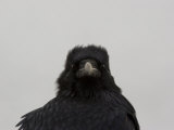 Buy Head and Shoulders Portrait of a Raven at AllPosters.com