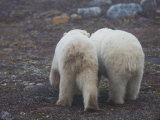Two Polar Bears Walk across Thawed Tundra