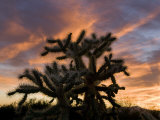 Cholla Cactus in Tucson Mountain County Park