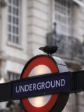 Buy Pigeon Perched on a London Underground Sign at AllPosters.com