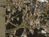 Buy Close Up of Aspen Tree Seed Pods at AllPosters.com
