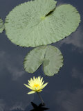 Yellow Water Lily and Pads at Longwood Gardens
