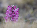 Buy Close Up of Indigneous Wooly Lousewort,Pedicularis Lanata, Wildflower at AllPosters.com