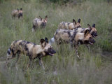 Buy Pack of Wild Cape Hunting Dogs in Tall Grass at AllPosters.com