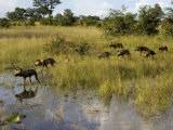 Buy Pack of Wild Cape Hunting Dogs Crossing a Flooded Grassland at AllPosters.com