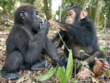 Baby Gorilla and a Chimpanzee Examining Leaves