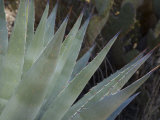 Agave Plant in the Foothills Near Cave Creek