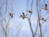 Snow Geese at the Bosque Del Apache National Wildlife Refuge
