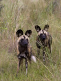 Buy Pair of Wild Cape Hunting Dogs in Tall Grass at AllPosters.com