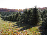 Buy Rows of Pine Trees Await Christmas Buyers at AllPosters.com