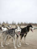 Team of Dogs Pull a Cart During Training