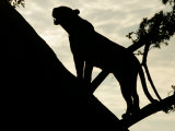 Buy Silouehette of Leopard (Panthera Pardus) in Tree at AllPosters.com