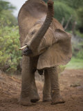 Buy Lost Baby Elephant Calling for its Mother at AllPosters.com