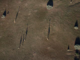 Aerial View of Giraffes and Trees Casting Long Shadows