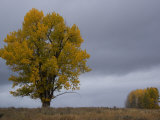 Buy Tree in Autumn Hues in a Field under a Sky with Heavy Clouds at AllPosters.com