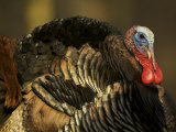 Tom, Wild Turkey (Meleagris Gallopavo) Male, Struts for the Hens