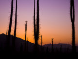 Boojum Trees, Cirio Columnaris, in a Desert Landscape at Sunset