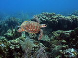 Buy Endangerd Green Sea Turtle, Chelonia Mydas, Swimming in a Coral Reef at AllPosters.com