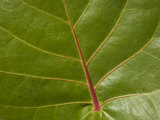 Close View of a Red Veined Sea Grape Leaf