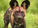 Buy Blood Smeared Face of a Cape Hunting Dog, Lycaon Pictus, after Eating at AllPosters.com