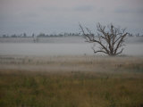 Tree in a Field Blanketed with Low-Lying Fog