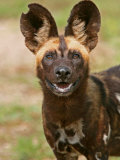 Buy Portrait of a Cape Hunting Dog, Lycaon Pictus, with Notched Ear at AllPosters.com