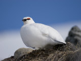 Buy Male Rock Ptarmigan Against a Blue Sky at AllPosters.com