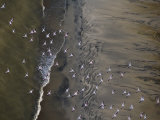 Flamingos Flying over Surf Breaking at Lake Turkana