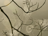 Buy Spiderweb on Tree at AllPosters.com