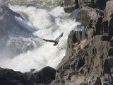 Great Blue Heron Taking Off from Rocks Near Big White Water