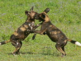 Buy Cape Hunting Dogs, Lycaon Pictus, Sparring or Play Fighting at AllPosters.com