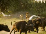 Buy Lion (Pathera Leo)And African Buffalo (Syncerus Caffer) at AllPosters.com
