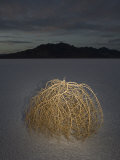 Tumbleweed on the Bonneville Salt Flats, Utah