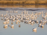 Snow Geese at the Bosque Del Apache National Wildlife Refuge
