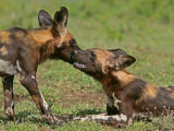 Buy Cape Hunting Dogs, Lycaon Pictus, Resting and Nuzzling in Recognition at AllPosters.com