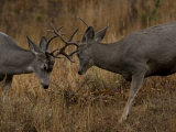 Buy Two Bucks Sparring in a Golden Brown Field at AllPosters.com