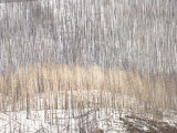 Buy Stand of Trees Burnt During the Yellowstone Fires of 1988 at AllPosters.com