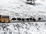 Buy American Bison in the Road Halt Traffic in a Snowy Landscape at AllPosters.com