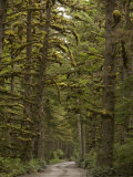 Road Through the Pacific Northwest Rainforest