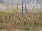 Buy Steam and Fog Among Tree Trunks and Grasses at Midway Geyser Basin at AllPosters.com