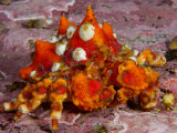 Buy Colorful and Well Camouflaged Puget Sound King Crab at AllPosters.com