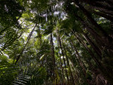 Rain Forest Canopy in Bako National Park
