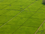 Aerial of Lush Green Tea Fields in Kenya
