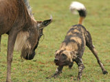 Buy Cape Hunting Dog, Lycaon Pictus, Prepares to Attack a Wildebeest at AllPosters.com
