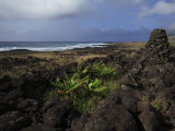 Sunken Garden on Rapa Nui