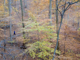 Woman Runs on a Trail Through Eastern Hardwood Forest in the Fall