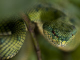 Mangrove Pit Viper in Bako National Park