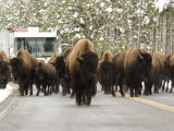 Buy American Bison in the Road Halt Traffic in a Snowy Landscape at AllPosters.com